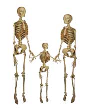 skeletonfamily.jpg